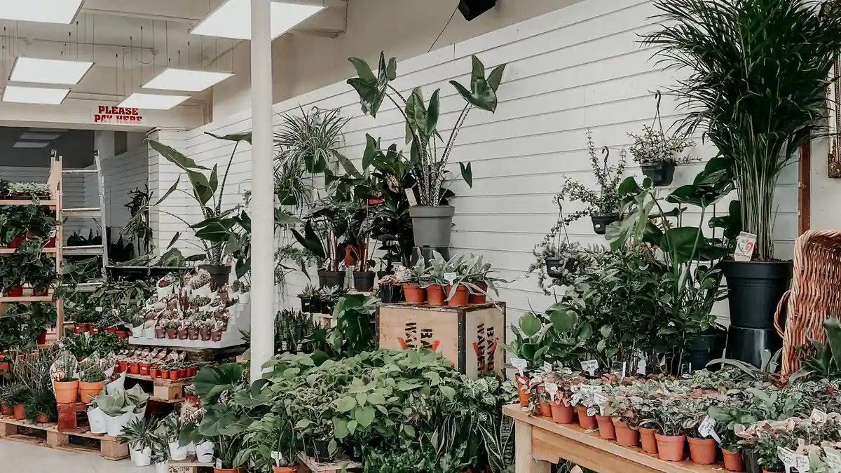 Indoor plant shop filled with potted plants on display